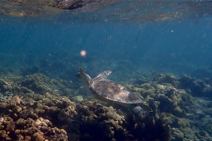 Private Looe Key Snorkel from Big Pine Key - Photo 1 of 25